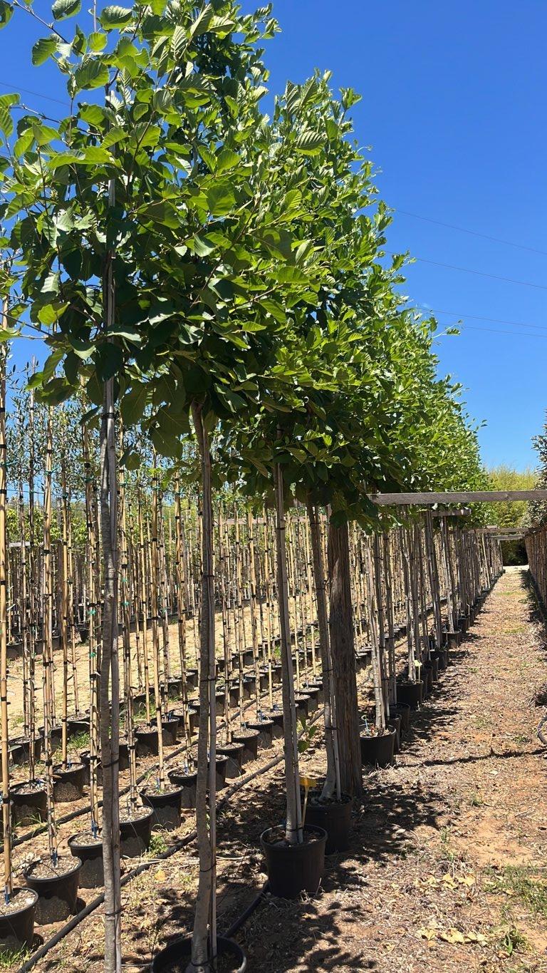 Alnus Glutinosa (Ontano nero) — Albero, circonferenza 8/10 cm, vaso 18 litri