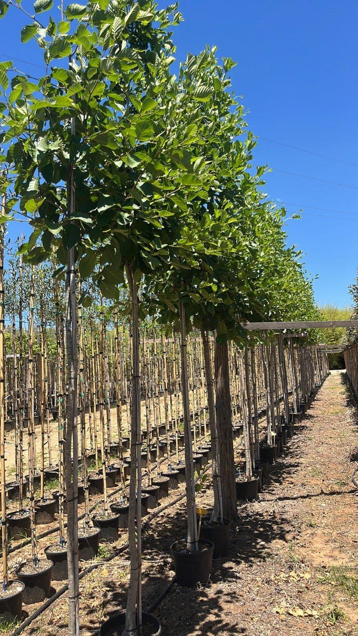 Alnus Glutinosa (Ontano nero) — Albero, circonferenza 8/10 cm, vaso 18 litri