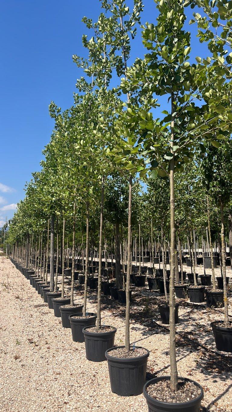 Alnus Glutinosa (Ontano nero) — Albero, circonferenza 12/14 cm, vaso 55 litri