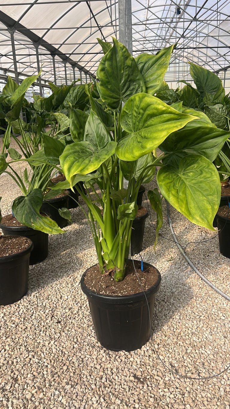 Alocasia Cucullata (Orecchie di elefante) — vaso 30 litri