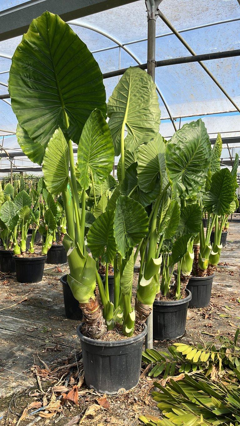 Alocasia Macrorrhizos (Orecchie di elefante) — altezza 100/150 cm, vaso 70 litri