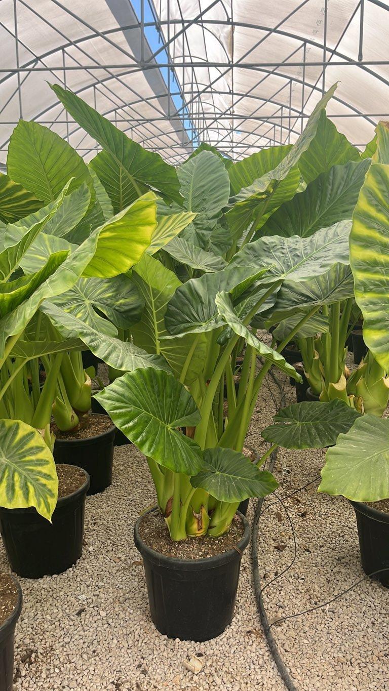 Alocasia Macrorrhizos (Orecchie di elefante) — vaso 35 litri