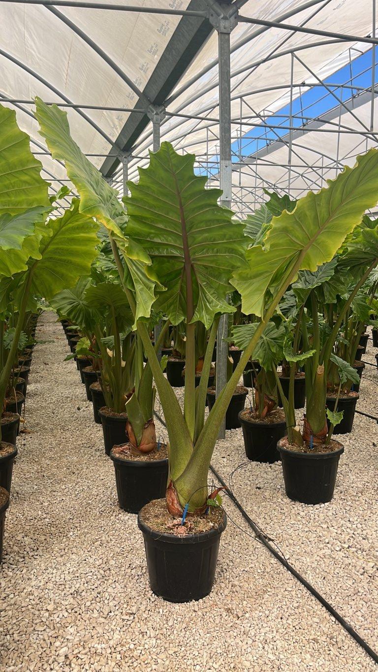 Alocasia Portadora (Orecchie di elefante) — vaso 35 litri