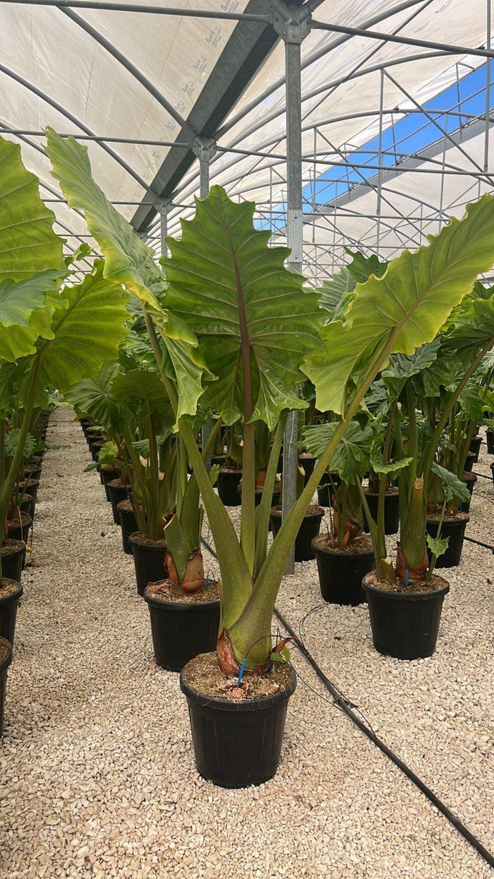 Alocasia Portadora (Orecchie di elefante) — vaso 35 litri