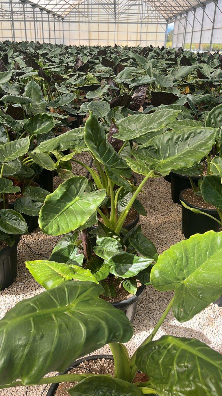 Alocasia Regal Shield — vaso 30 litri