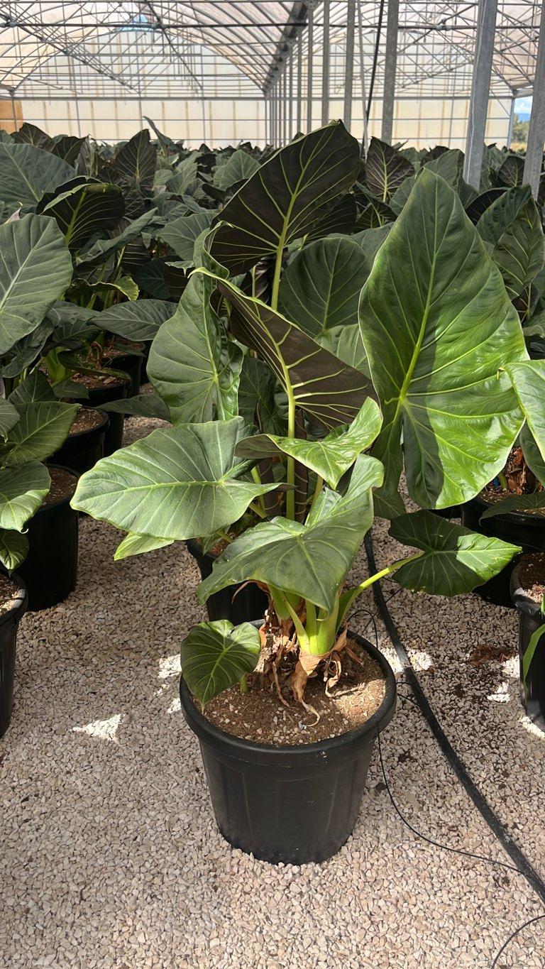 Alocasia Wentii — vaso 30 litri