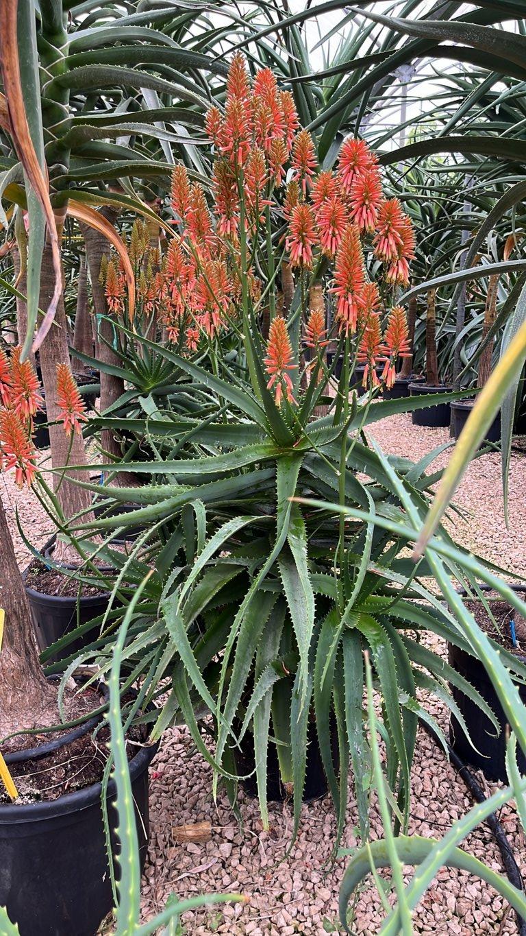 Aloe Arborescens (Aloe candelabro) — altezza 100/125 cm, vaso 35 litri