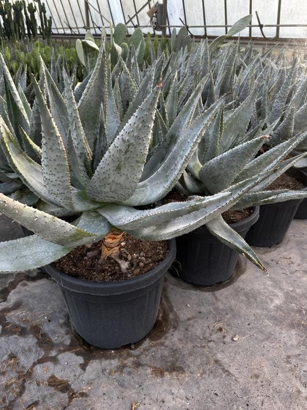 Aloe Ferox — vaso 45 litri