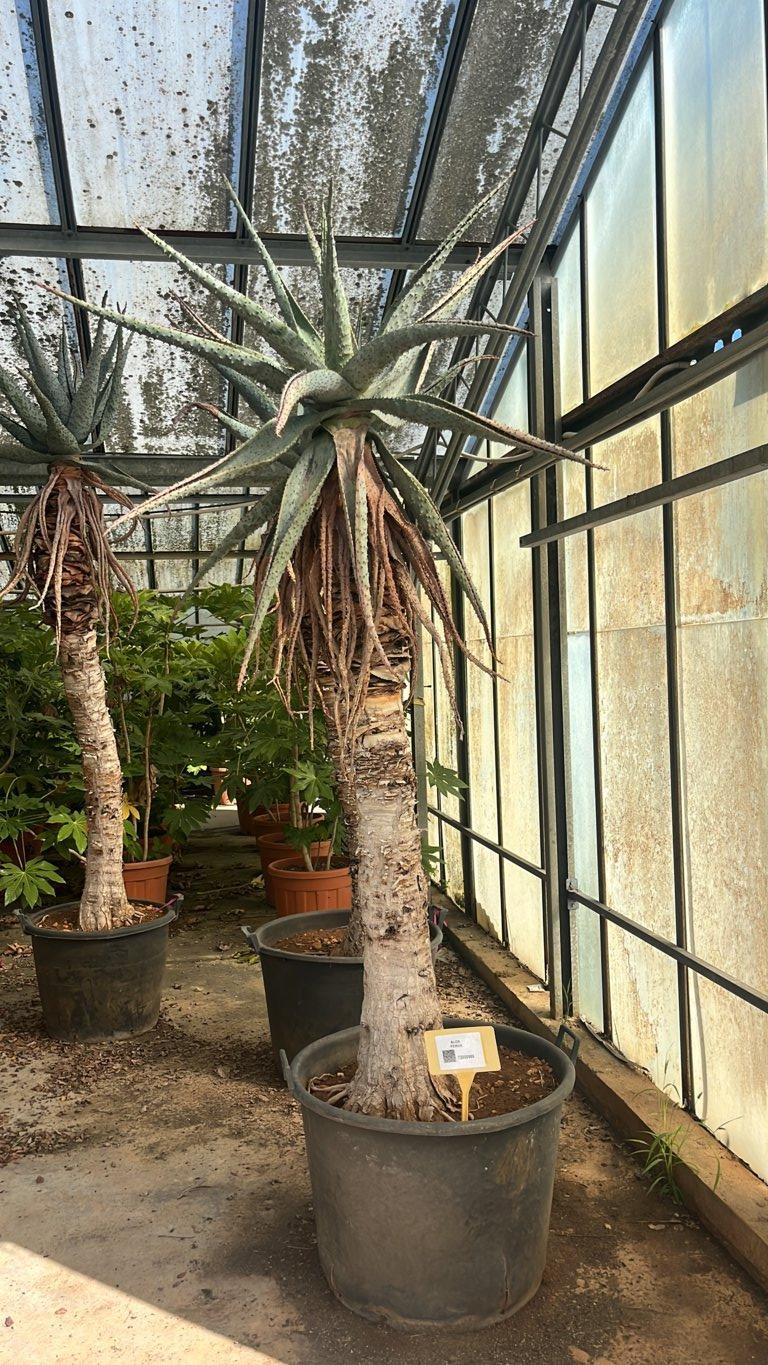 Aloe Ferox — altezza 200/250 cm, vaso 90 litri