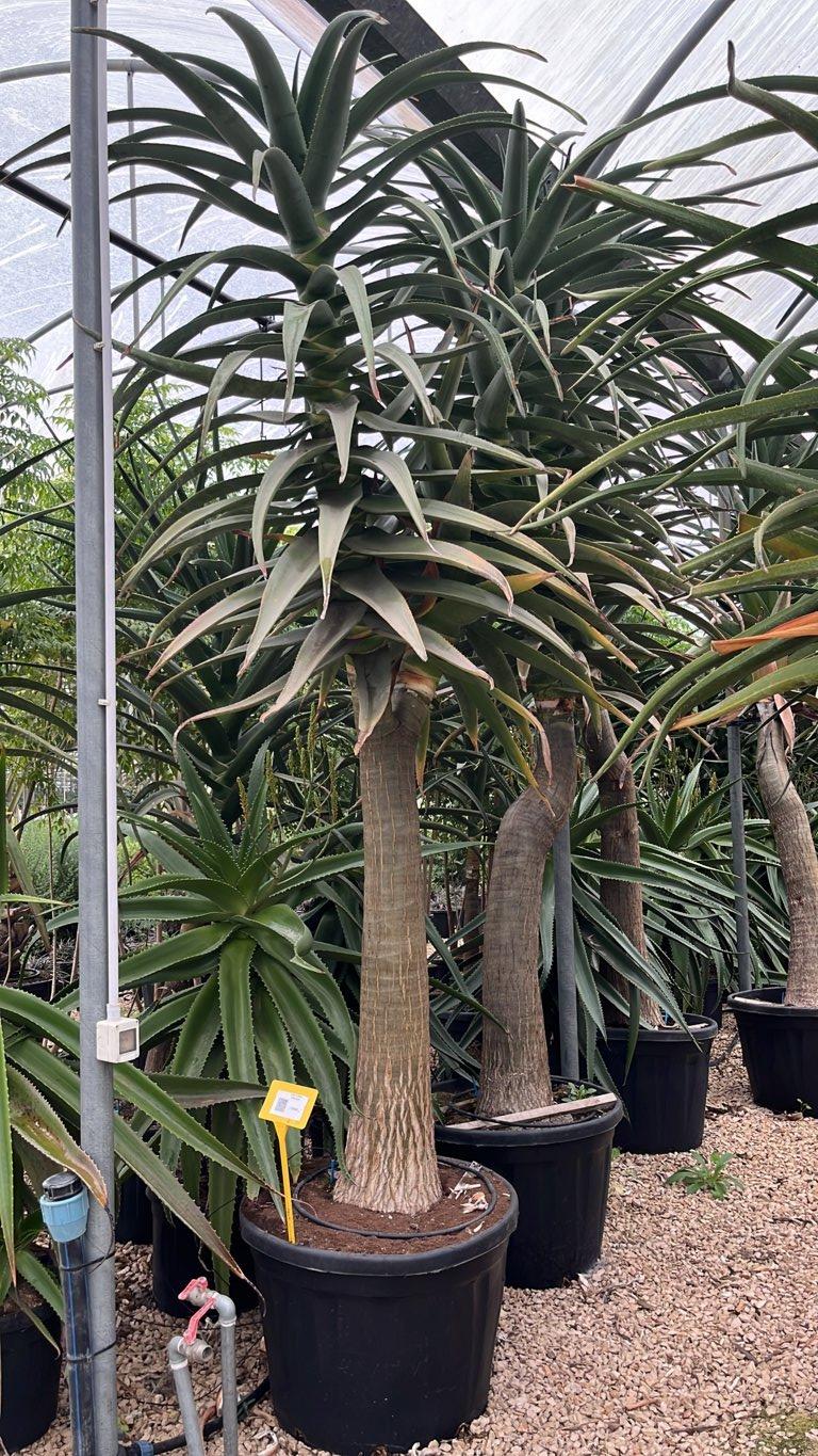 Aloe Hercules — tronco altezza 200/250 cm, vaso 180 litri