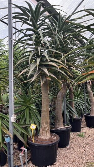 Aloe Hercules — tronco altezza 200/250 cm, vaso 180 litri