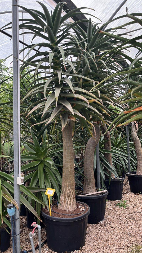 Aloe Hercules — tronco altezza 200/250 cm, vaso 180 litri