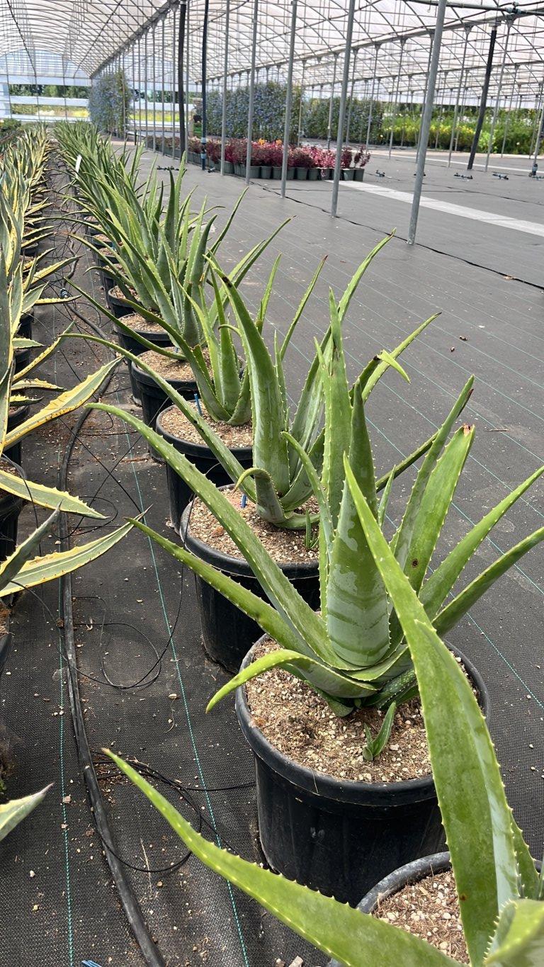 ALOE VERA Aloe vera
