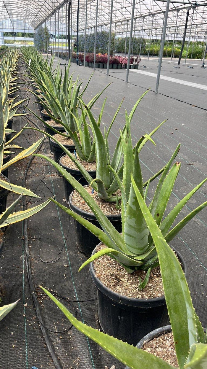 ALOE VERA Aloe vera