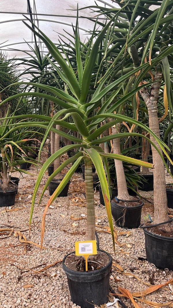 Aloidendron Barberae (Aloe albero) — altezza 175/200 cm, vaso 35 litri