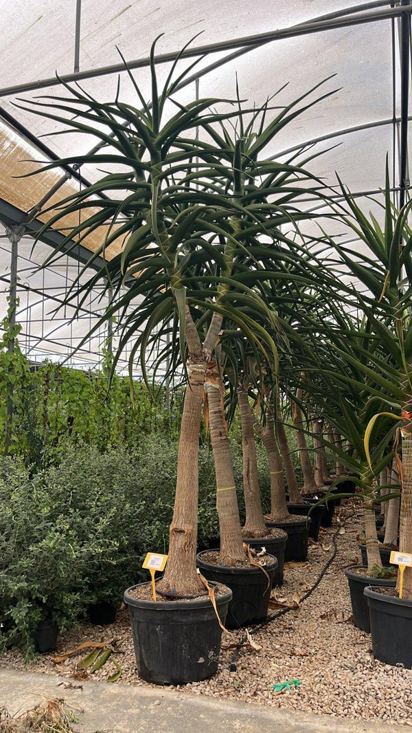 Aloidendron Barberae (Aloe albero) — altezza 300/350 cm, vaso 130 litri