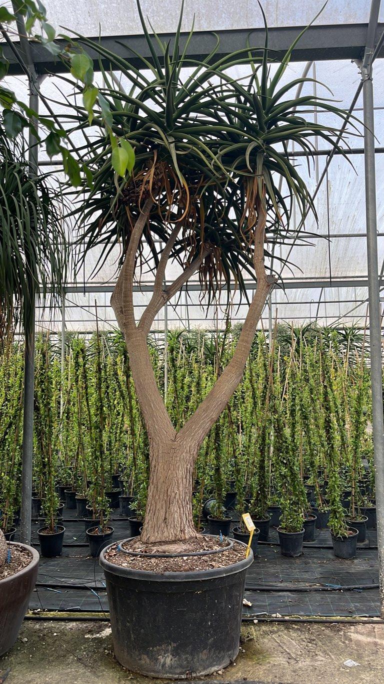 Aloidendron Barberae (Aloe albero) — Esemplare, vaso 300 litri
