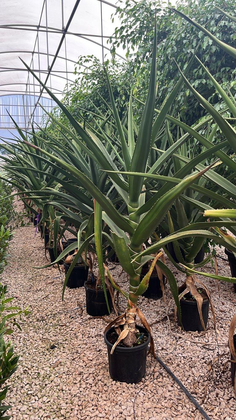 Aloidendron Barberae (Aloe albero) — altezza 150/175 cm, vaso 18 litri