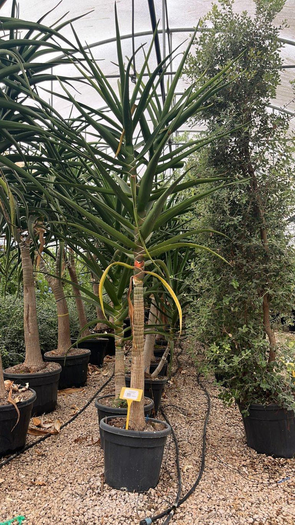 Aloidendron Barberae (Aloe albero) — altezza 250/300 cm, vaso 70 litri