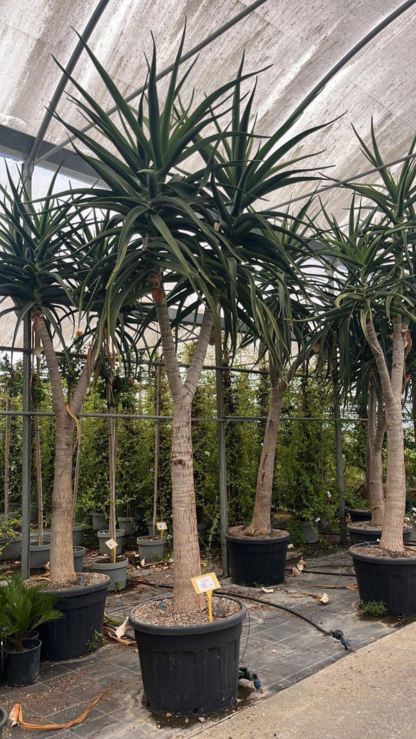 Aloidendron Barberae (Aloe albero) — altezza 300/350 cm, vaso 150 litri