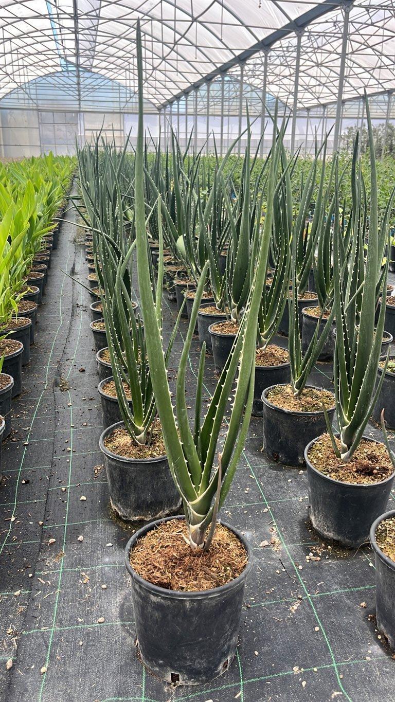Aloidendron Barberae (Aloe albero) — vaso 3 litri