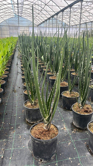 Aloidendron Barberae (Aloe albero) — vaso 3 litri