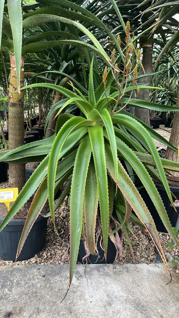 Aloidendron Excelsum — altezza 100/150 cm, vaso 45 litri