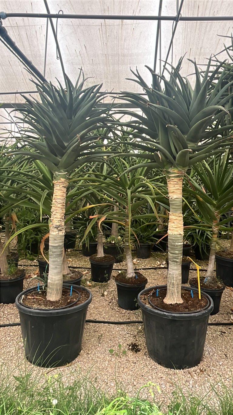 Aloidendron Samson — altezza 175/200 cm, vaso 130 litri