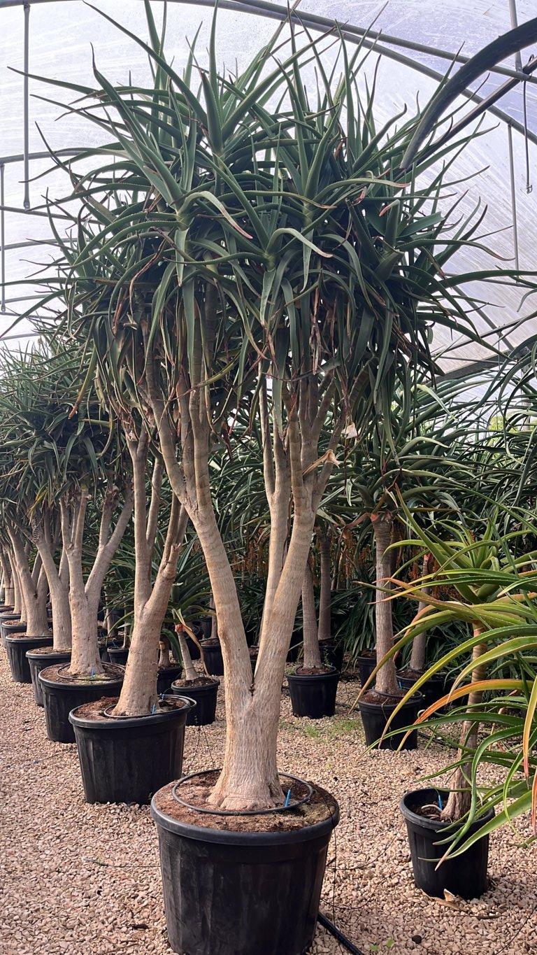 Aloidendron Tanguensis Medusa — altezza 250/300 cm, vaso 180 litri