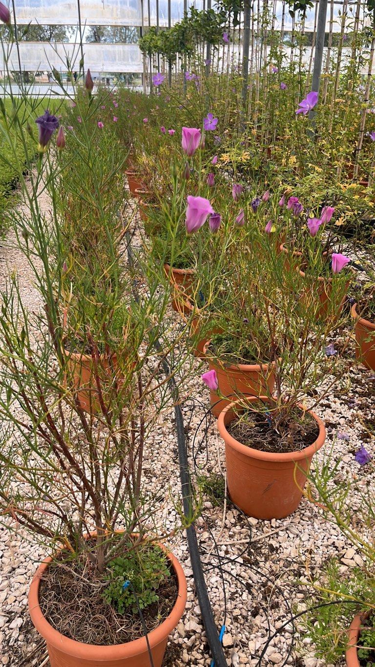 Alyogyne Hakeifolia Melissa Anne — vaso 12 litri