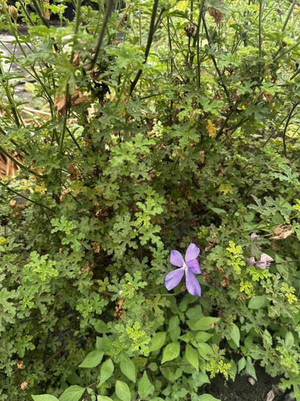 Alyogyne Huegelii (Ibisco blu) — vaso 9 litri