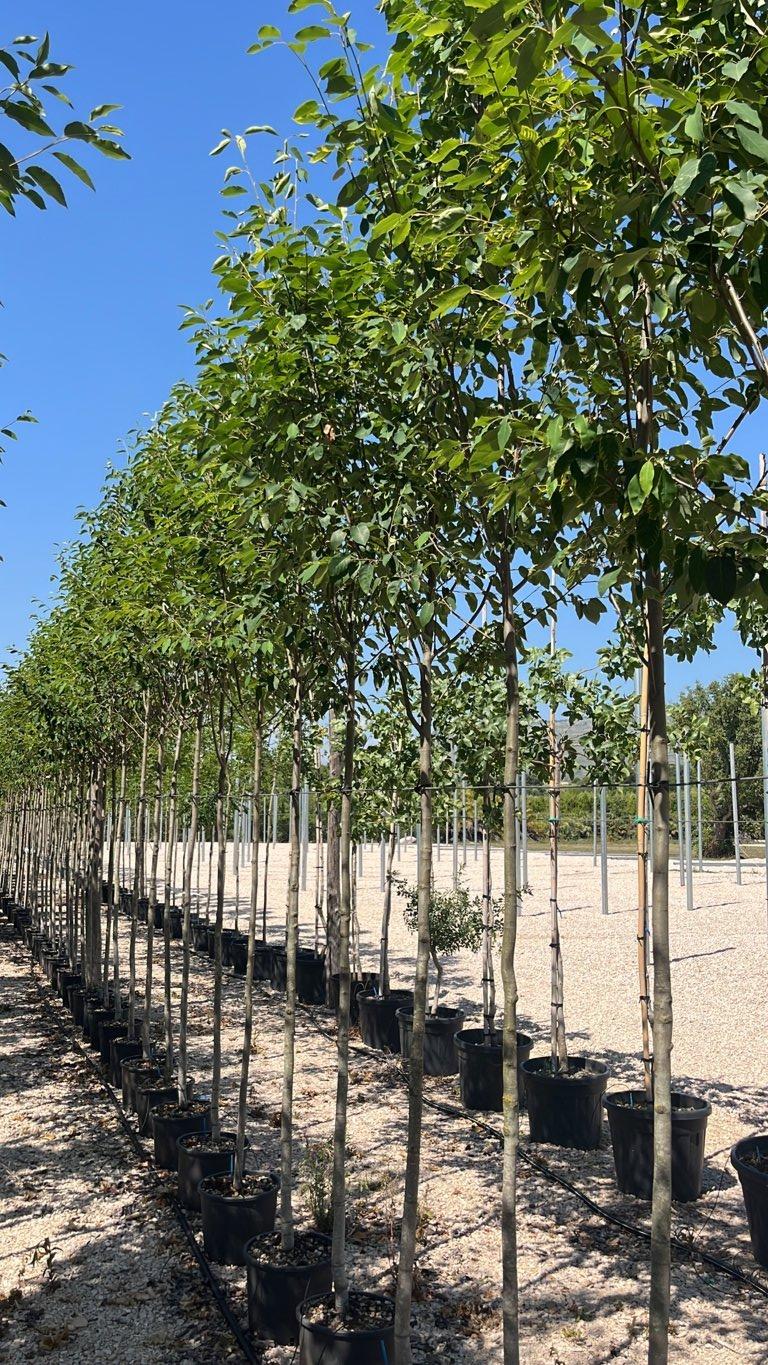 Amelanchier Arborea Robin Hill (Pero corvino) — Albero, circonferenza 8/10 cm, vaso 15 litri
