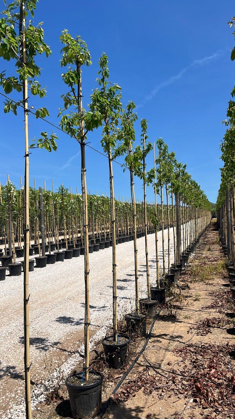 Amelanchier Lamarckii (Pero corvino) — Albero, circonferenza 6/8 cm, vaso 15 litri