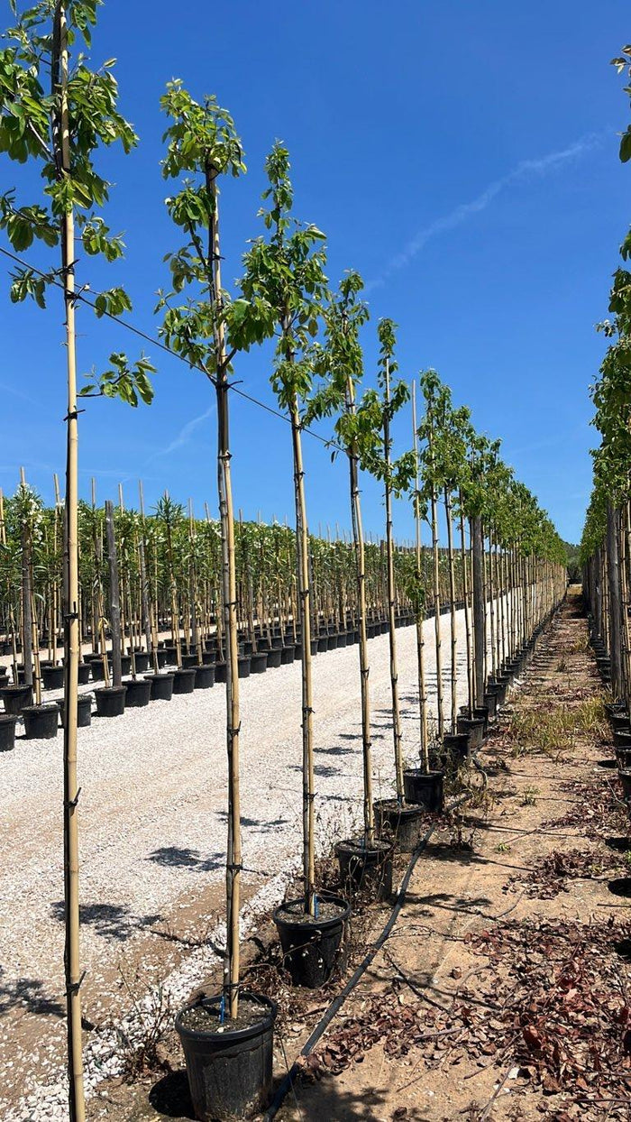 Amelanchier Lamarckii (Pero corvino) — Albero, circonferenza 6/8 cm, vaso 15 litri