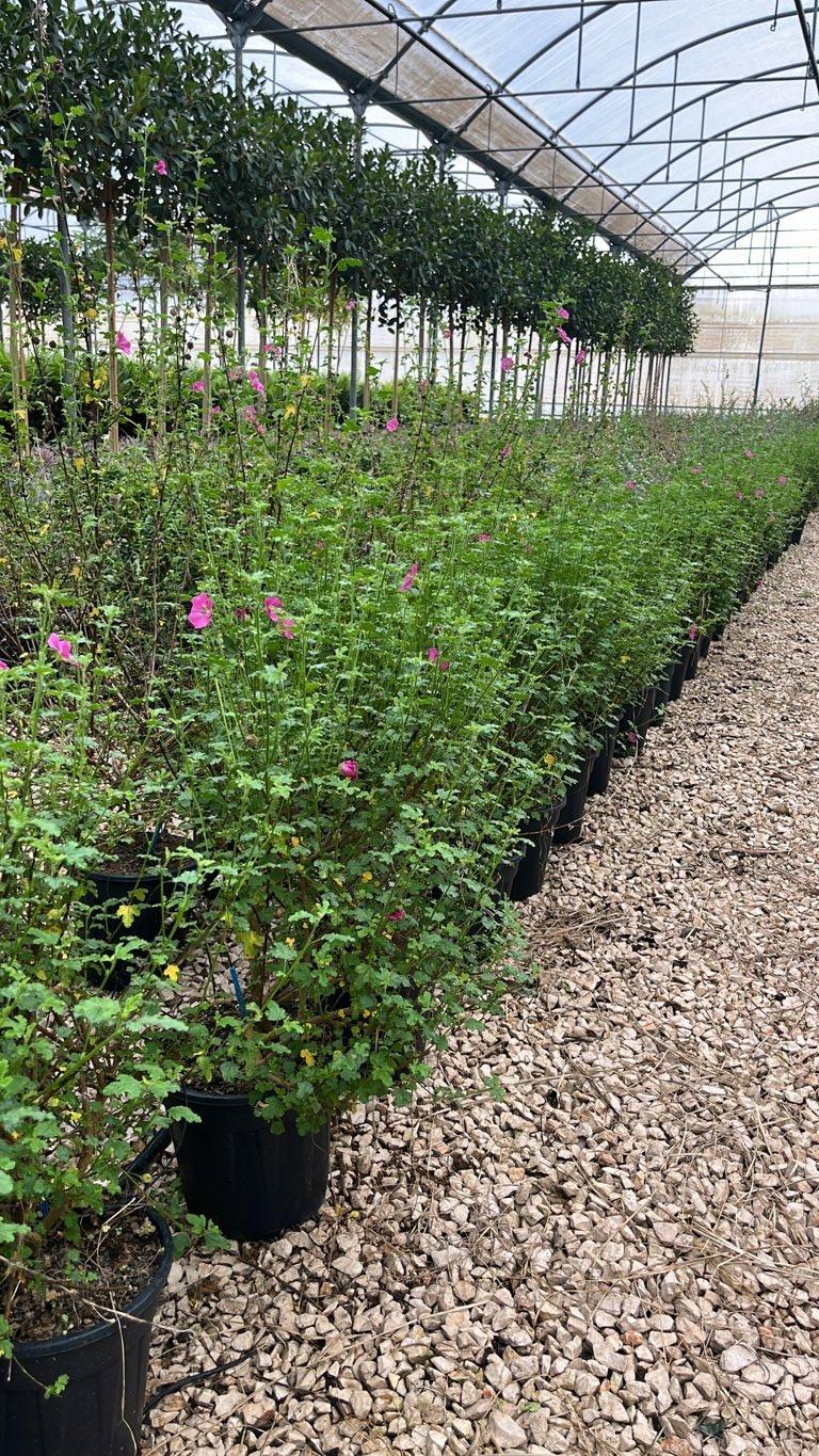 Anisodontea Elegans Princess (Malva del Capo) — vaso 9 litri