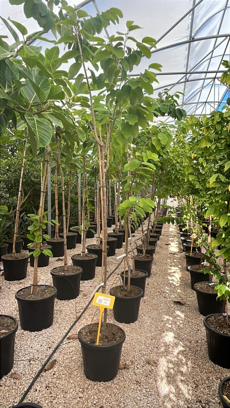 Annona Cherimoya Fino de Jete — 3/4 fusto, circonferenza 6/8 cm, vaso 30 litri