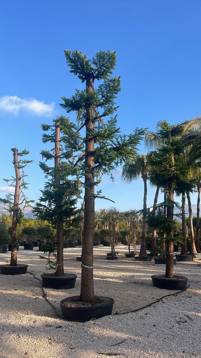 Araucaria Bidwillii (Pino di Bunya) — vaso 500 litri