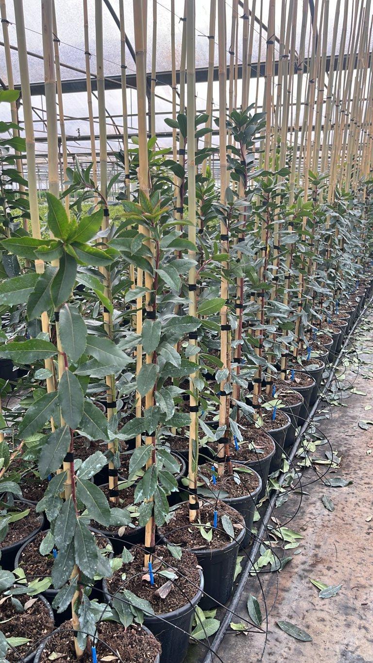 Arbutus Andrachnoides (Corbezzolo ibrido) — Albero, vaso 9 litri