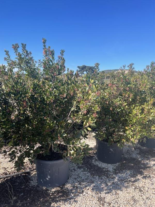 Arbutus Unedo (Corbezzolo) — Cespuglio, altezza 125/150 cm, vaso 130 litri