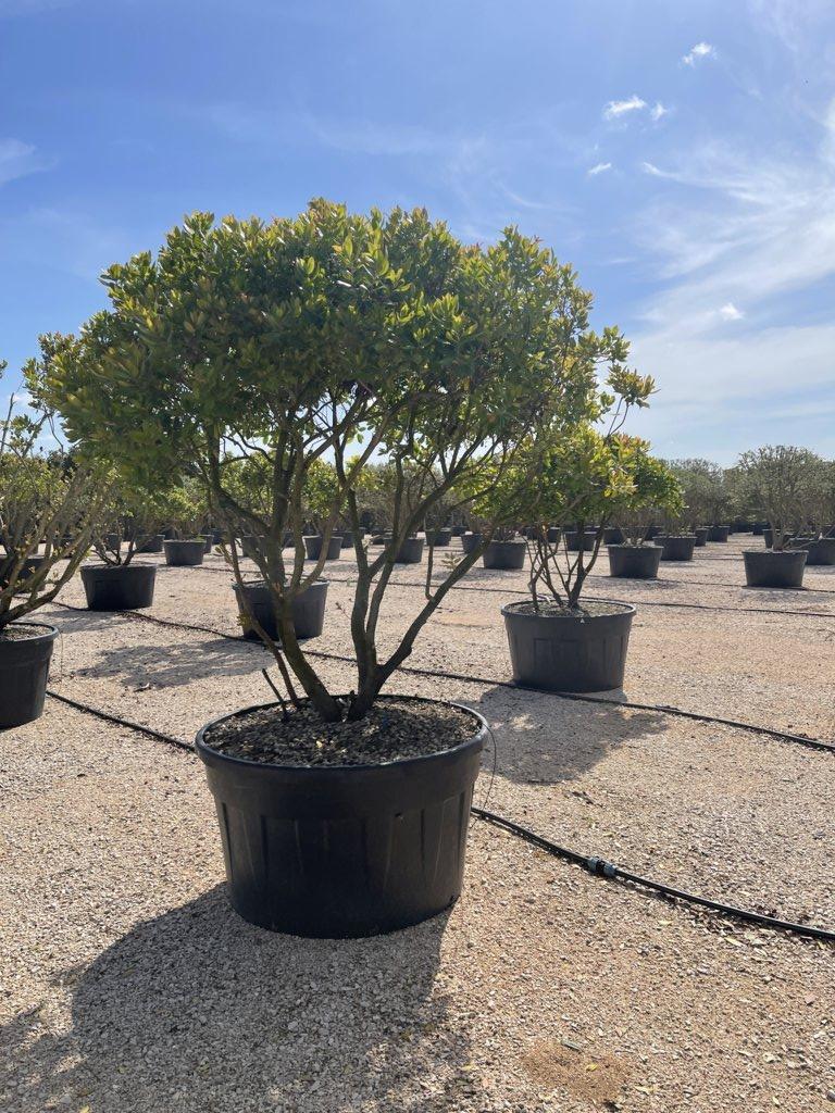 Arbutus Unedo (Corbezzolo) — Nuvola, altezza 200/250 cm, vaso 500 litri