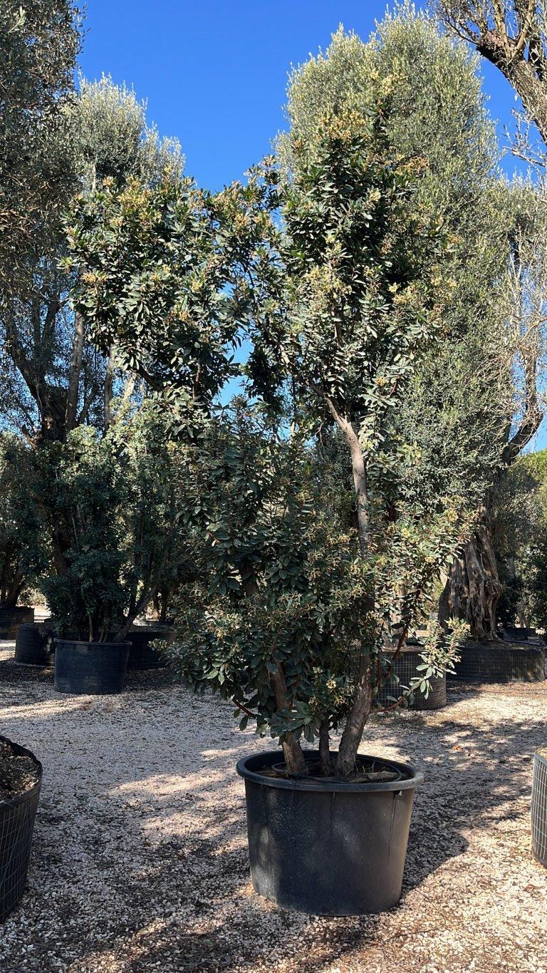 Arbutus Unedo (Corbezzolo) — Cespuglio, altezza 400/500 cm, vaso 500 litri