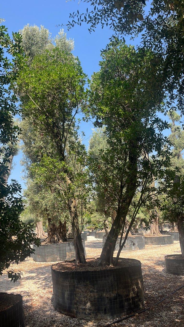 Arbutus Unedo (Corbezzolo) — Esemplare, in rete