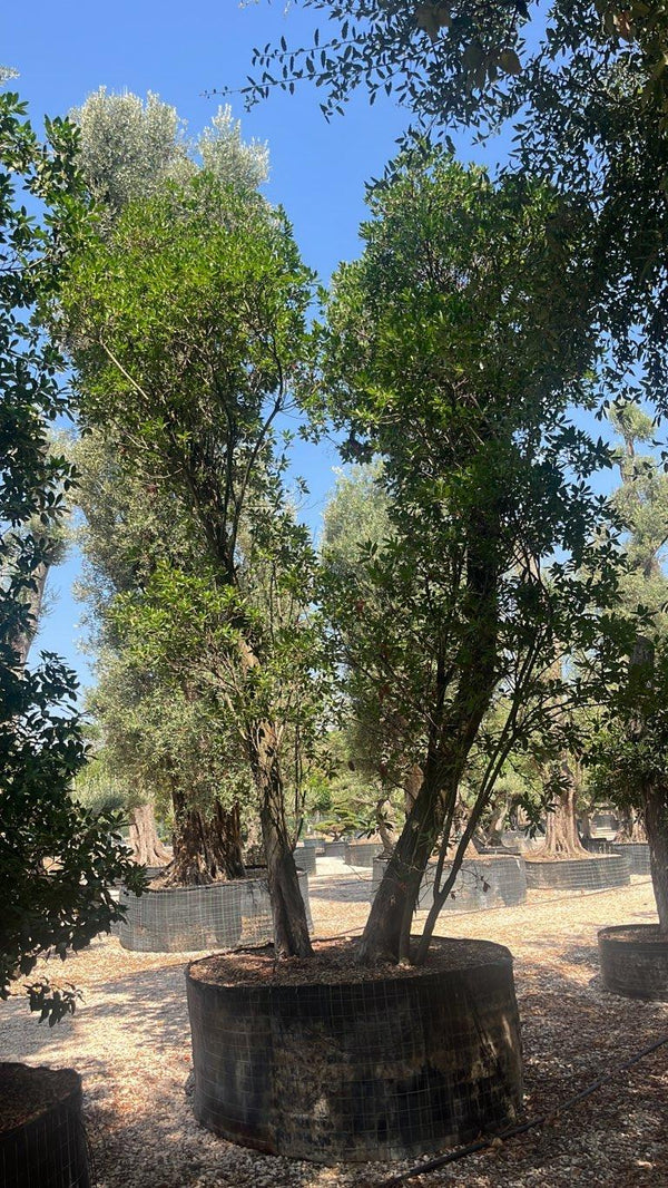 Arbutus Unedo (Corbezzolo) — Esemplare, in rete