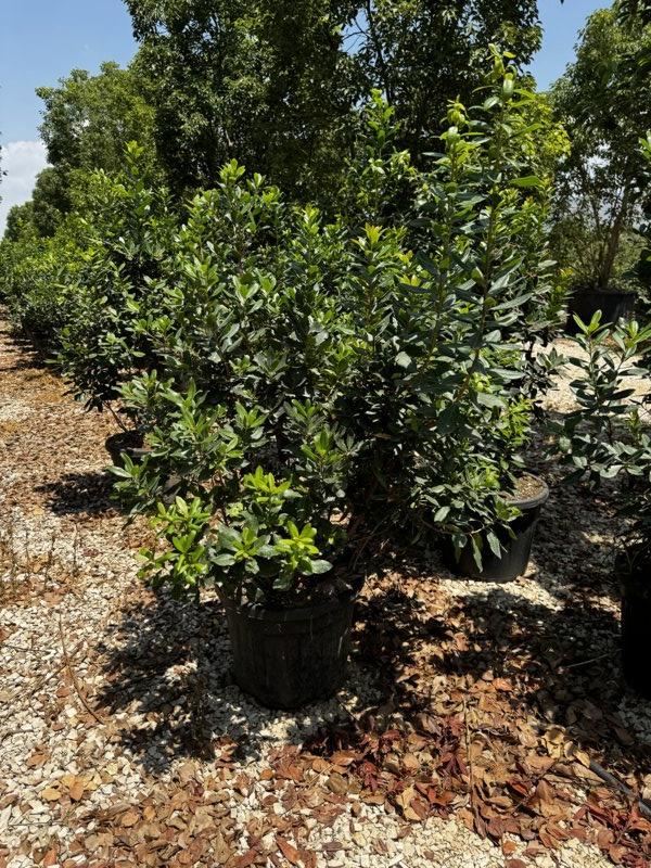 Arbutus Unedo (Corbezzolo) — Cespuglio, altezza 100/125 cm, vaso 55 litri