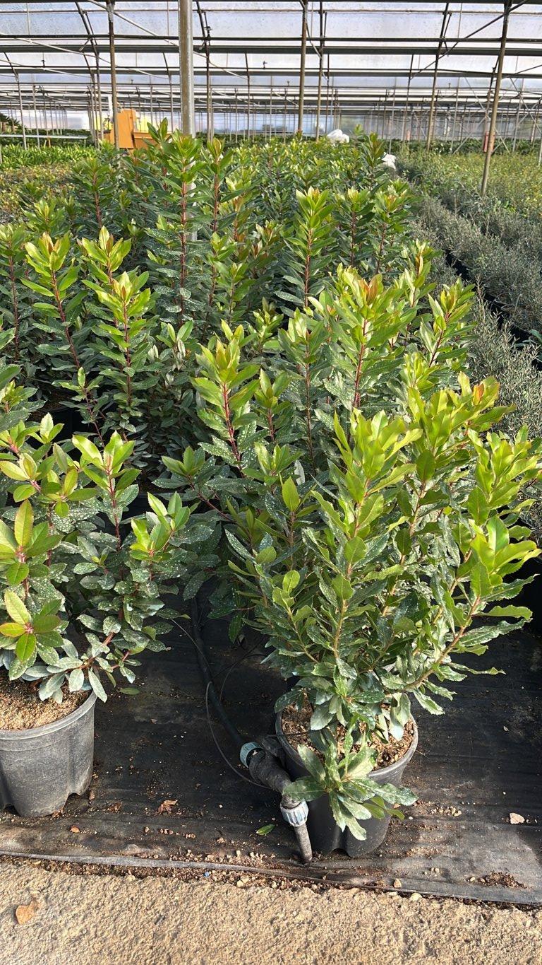 Arbutus Unedo (Corbezzolo) — Cespuglio, vaso 9 litri
