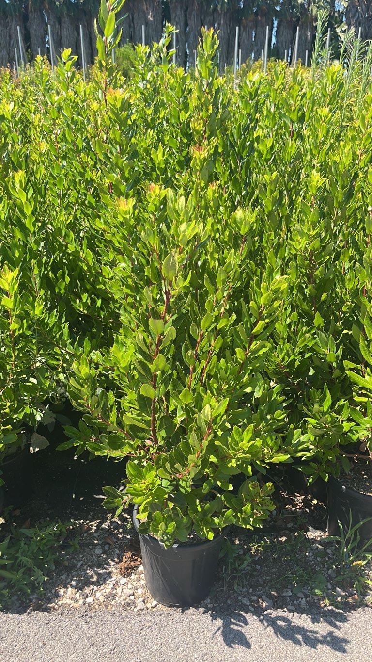 Arbutus Unedo (Corbezzolo) — Cespuglio, vaso 9 litri