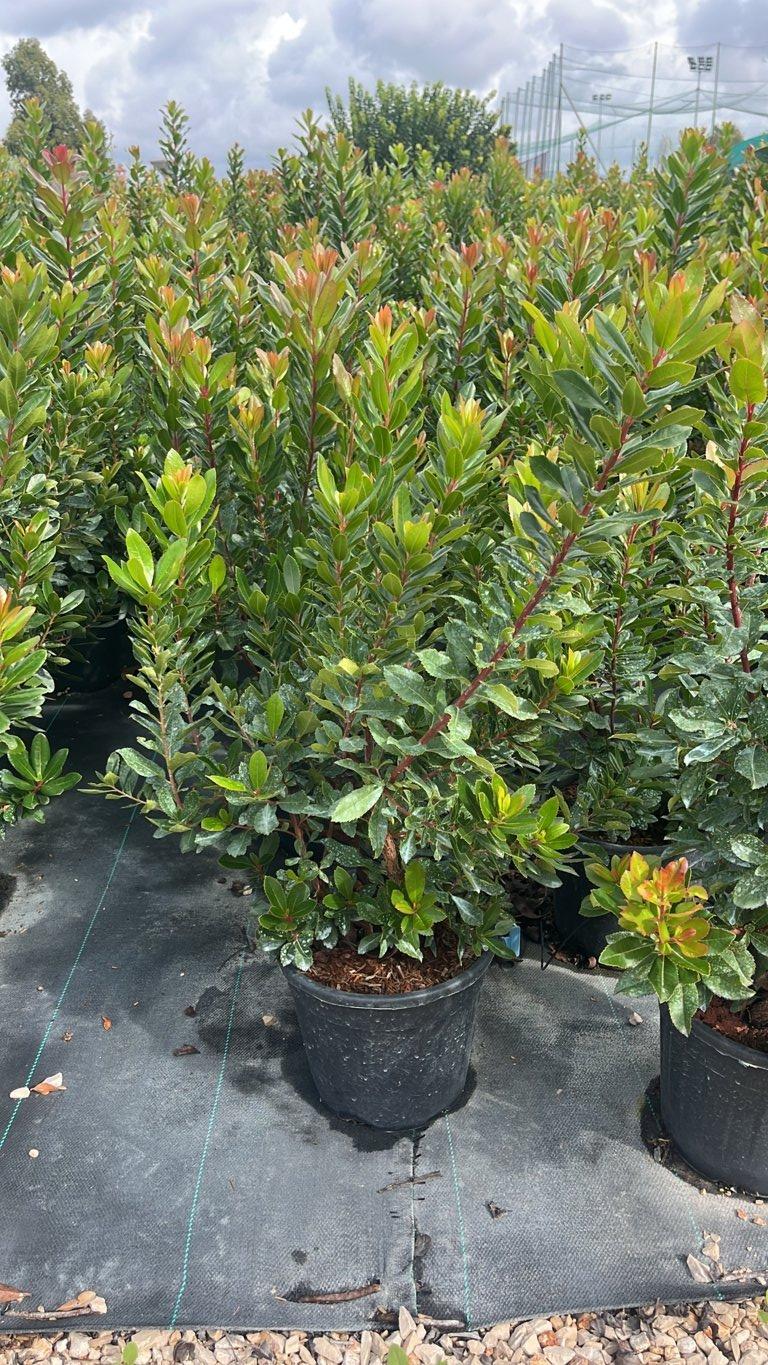 Arbutus Unedo (Corbezzolo) — Cespuglio, vaso 9 litri