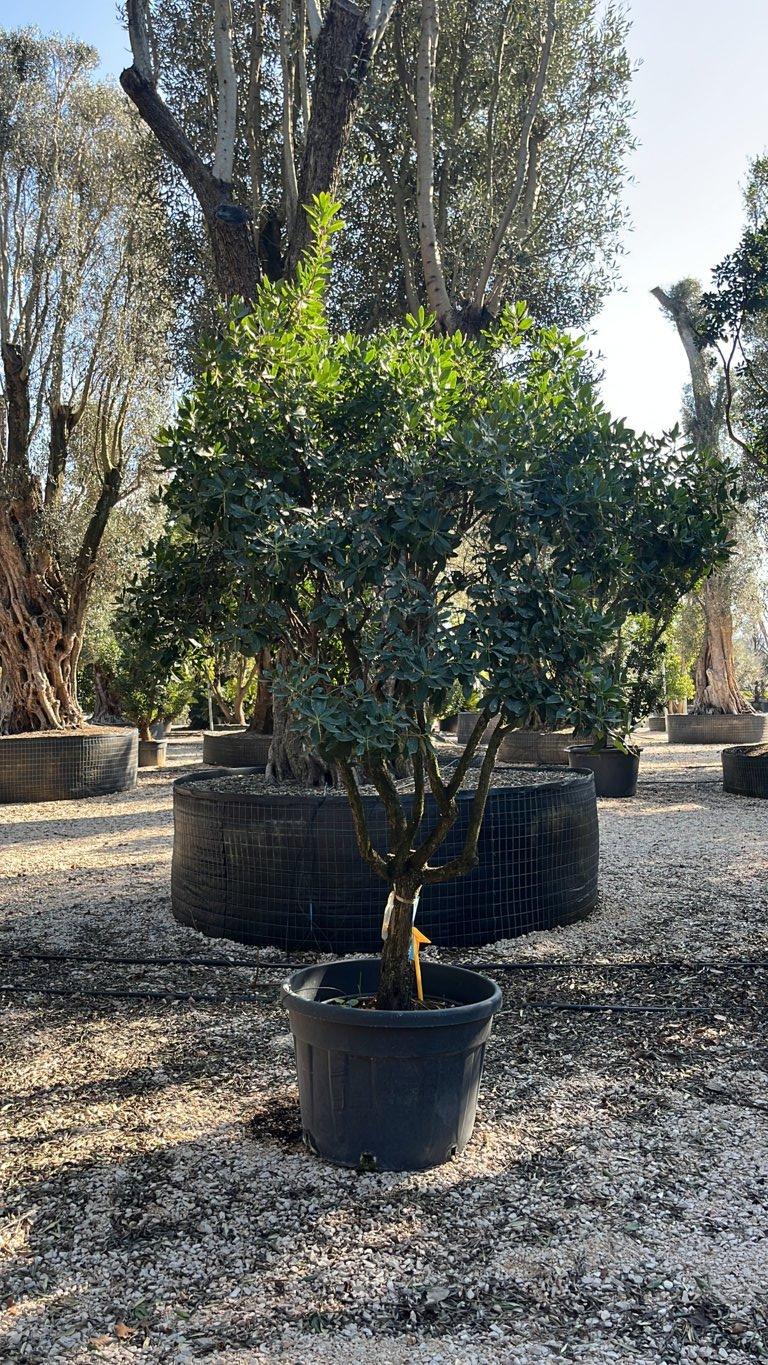 Arbutus Unedo (Corbezzolo) — Mini fusto, circonferenza 40/45 cm, vaso 150 litri