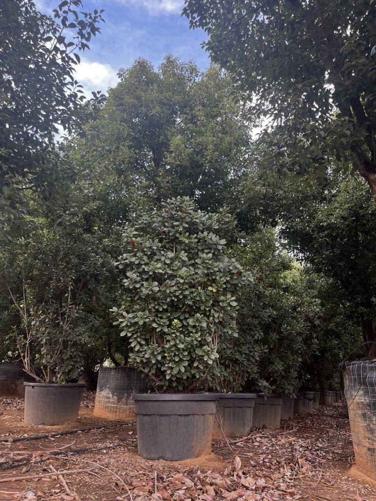 Arbutus Unedo (Corbezzolo) — Cespuglio, altezza 200/250 cm, vaso 180 litri