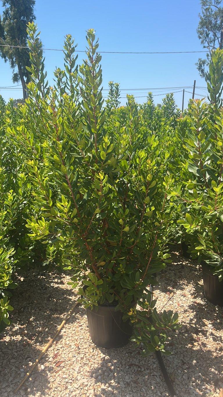 Arbutus Unedo (Corbezzolo) — Cespuglio, altezza 100/150 cm, vaso 30 litri